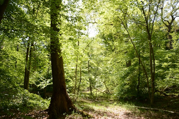 A lush green forest with sunlight filtering through the trees.