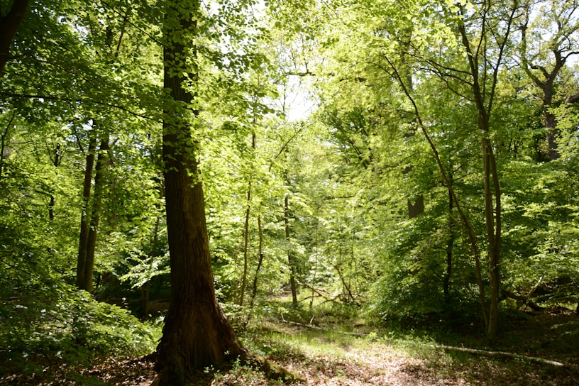 A vibrant green forest with sunlight filtering through the leaves.