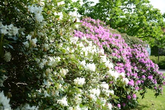 A vibrant hedge filled with blooming flowers in shades of white and pink, surrounded by lush green leaves. The juxtaposition of the colors creates a visually appealing contrast, and the bright sunlight highlights the textures and hues of the flowers and foliage.
