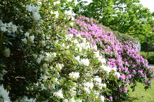 A vibrant hedge filled with blooming flowers in shades of white and pink, surrounded by lush green leaves. The juxtaposition of the colors creates a visually appealing contrast, and the bright sunlight highlights the textures and hues of the flowers and foliage.