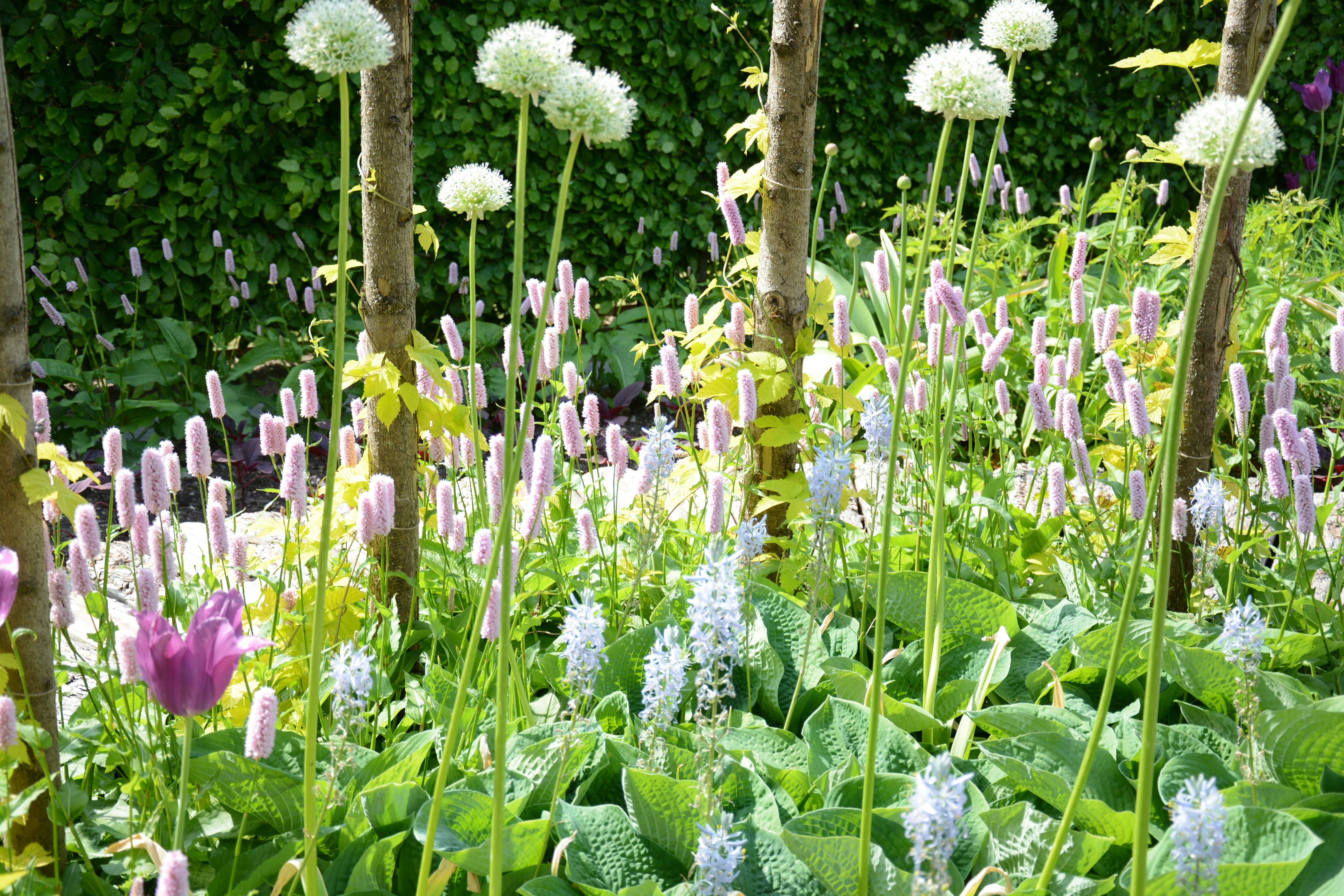 Flores Perfumadas: Descubra as Mais Aromáticas para o Seu Jardim