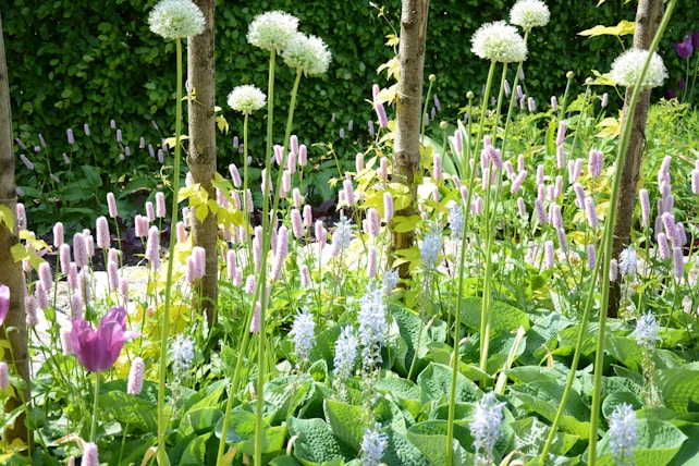 A lush garden filled with tall trees and a variety of flowering plants. Prominent white spherical flowers are supported by slender green stems, surrounded by clusters of smaller pink and purple flowers. The vibrant scene is accentuated by rich green foliage spread across the garden bed.