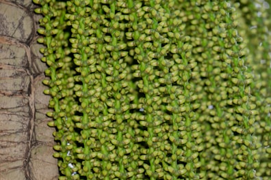 Close-up of palm seeds showcasing their texture.