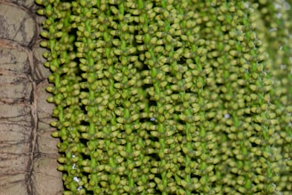 Close-up of palm seeds showcasing their texture.