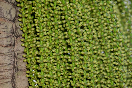 A detailed close-up of palm oil fruit clusters on a tree branch in a plantation.