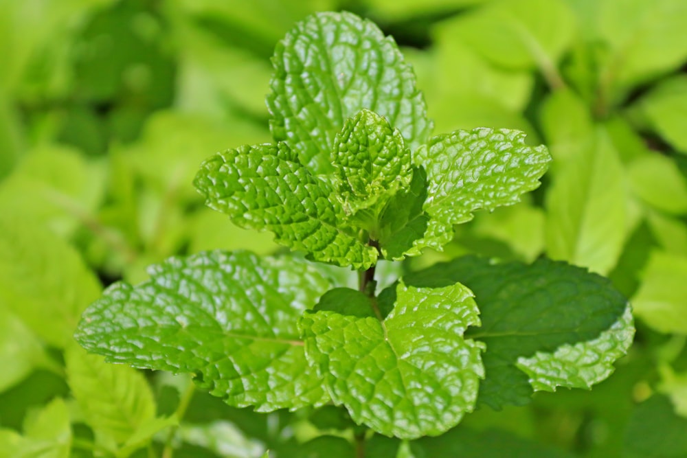 a close up of a green leafy plant