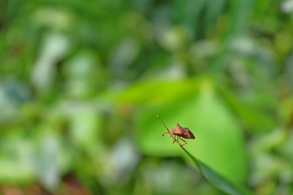 a bug sitting on top of a green leaf