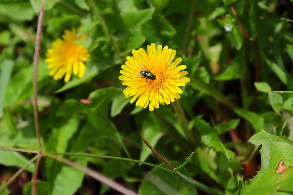 a bee is sitting on a yellow flower