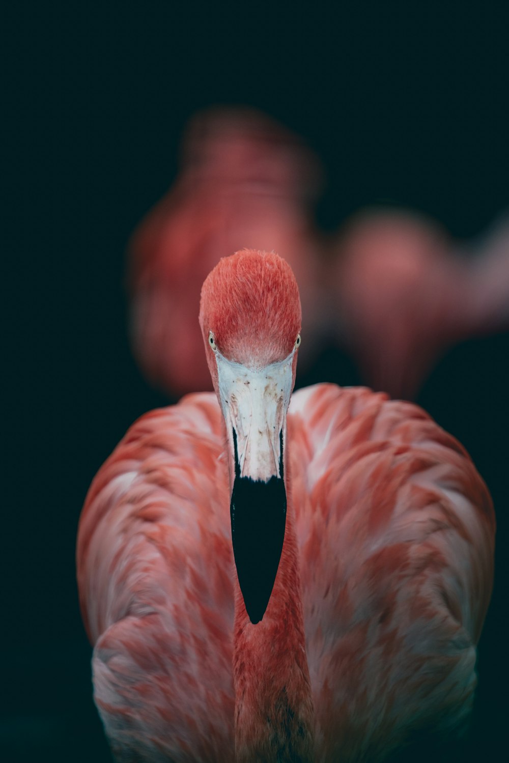 a close up of a pink bird with a black background