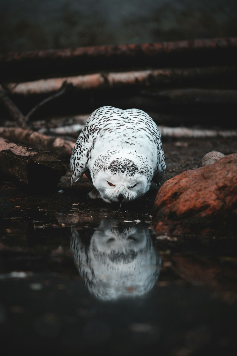 a snowy owl drinking water from a pond