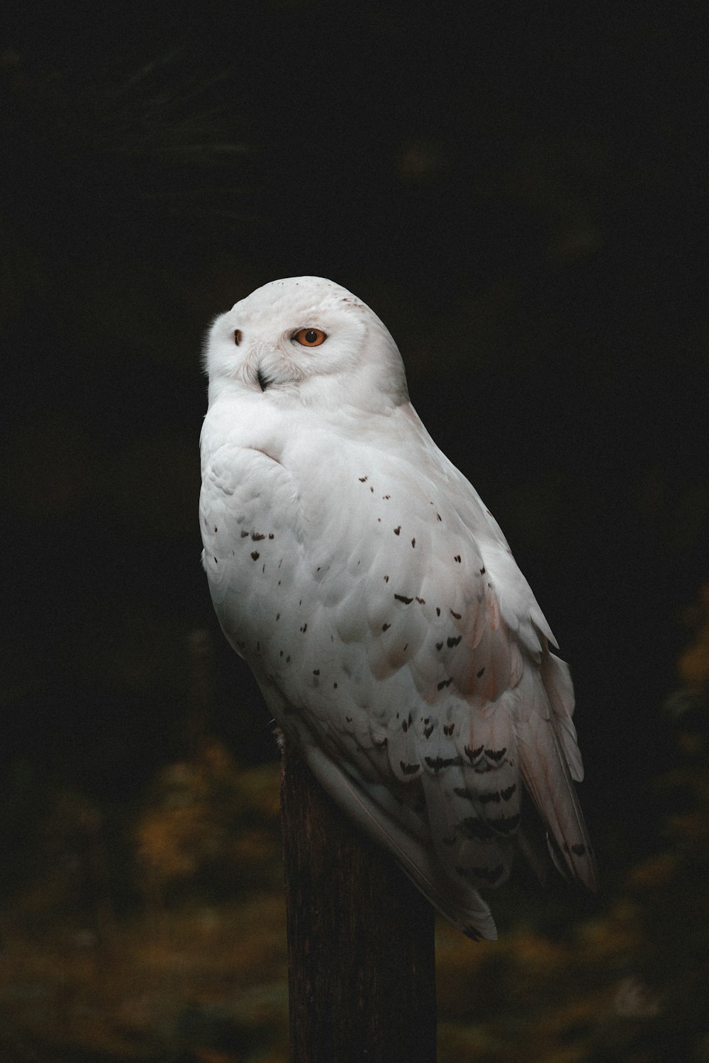 a white owl sitting on top of a wooden post