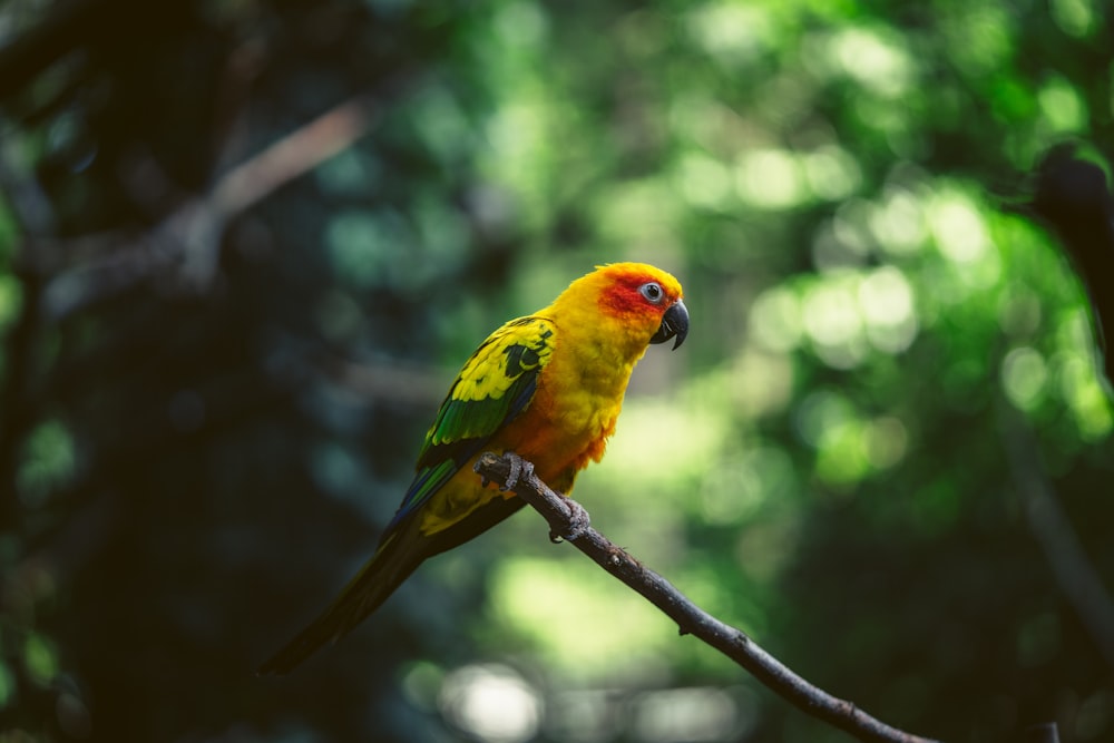 a colorful bird perched on a tree branch