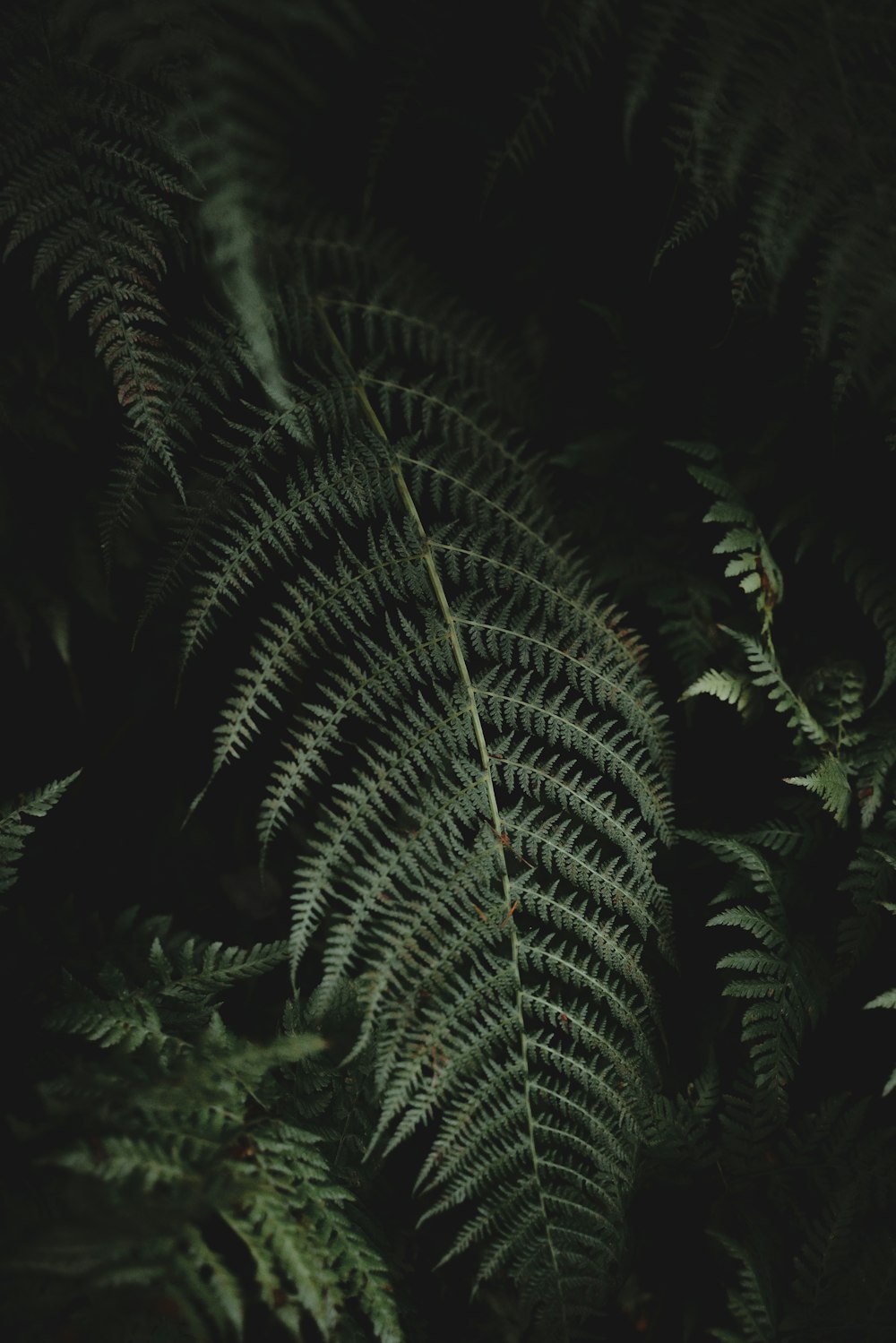 a close up of a fern leaf in the dark