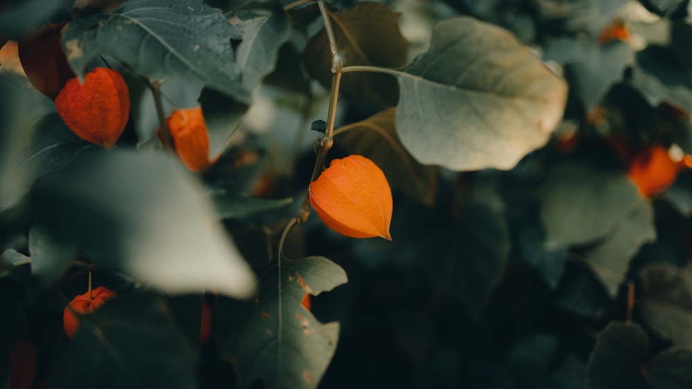 a close up of a tree with orange leaves