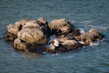 Several seals are resting on a rocky outcrop in the middle of a body of water. The rocks are covered with barnacles and seaweed, and the water surrounding the rocks is gently lapping.