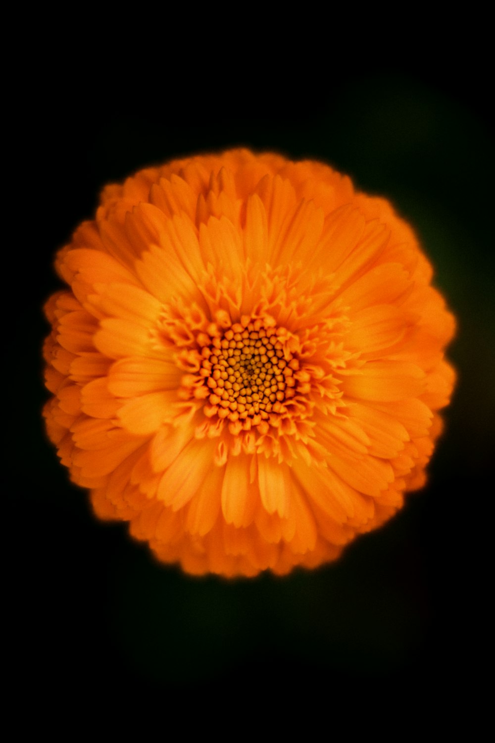 an orange flower with a black background