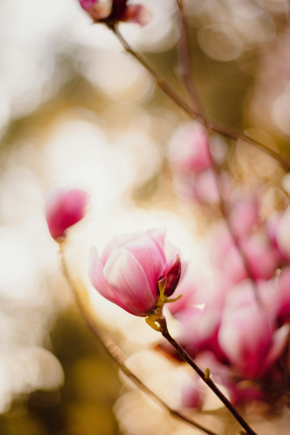 a branch with a bunch of pink flowers on it