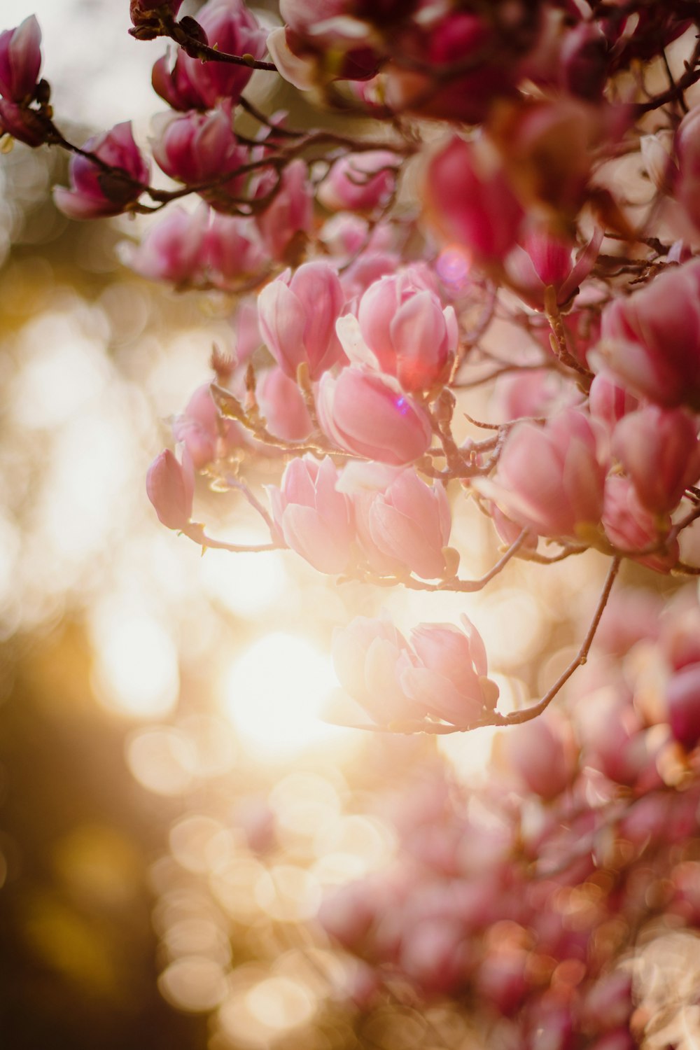 a bunch of flowers that are on a tree