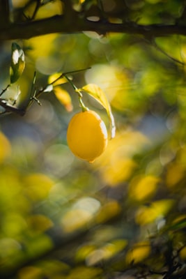 Limón — Citrus limon