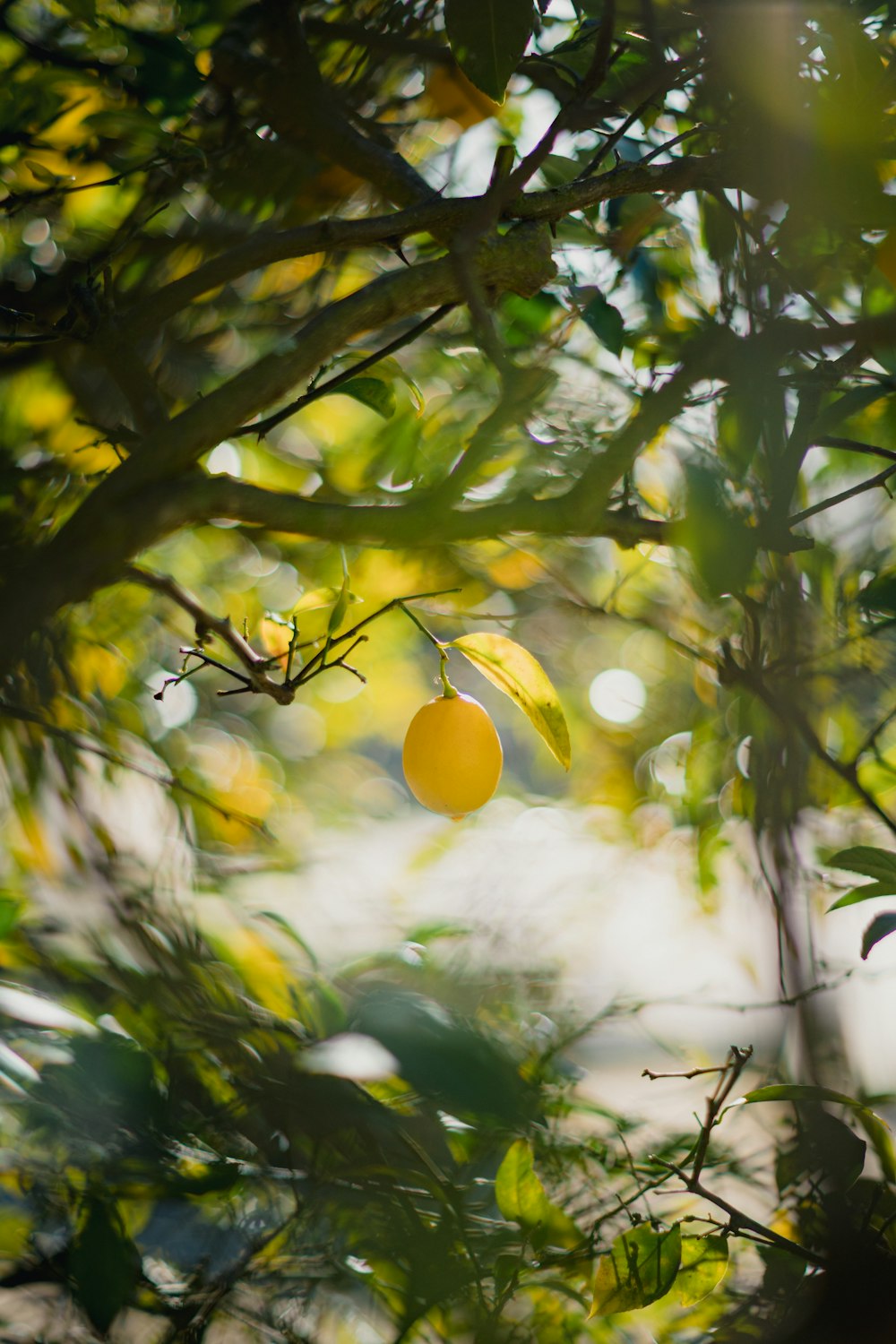 a lemon hanging from a tree in a forest