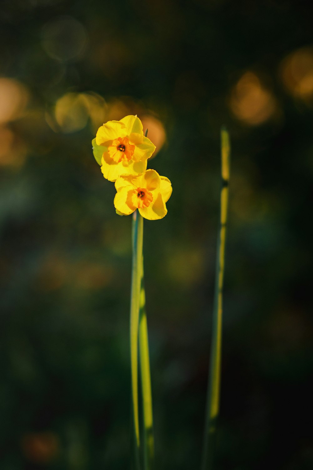 ein paar gelbe Blumen, die auf einem üppigen grünen Feld sitzen