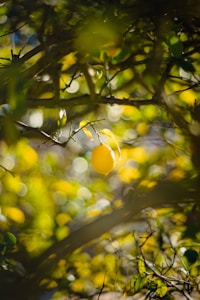 Zesty Lemons