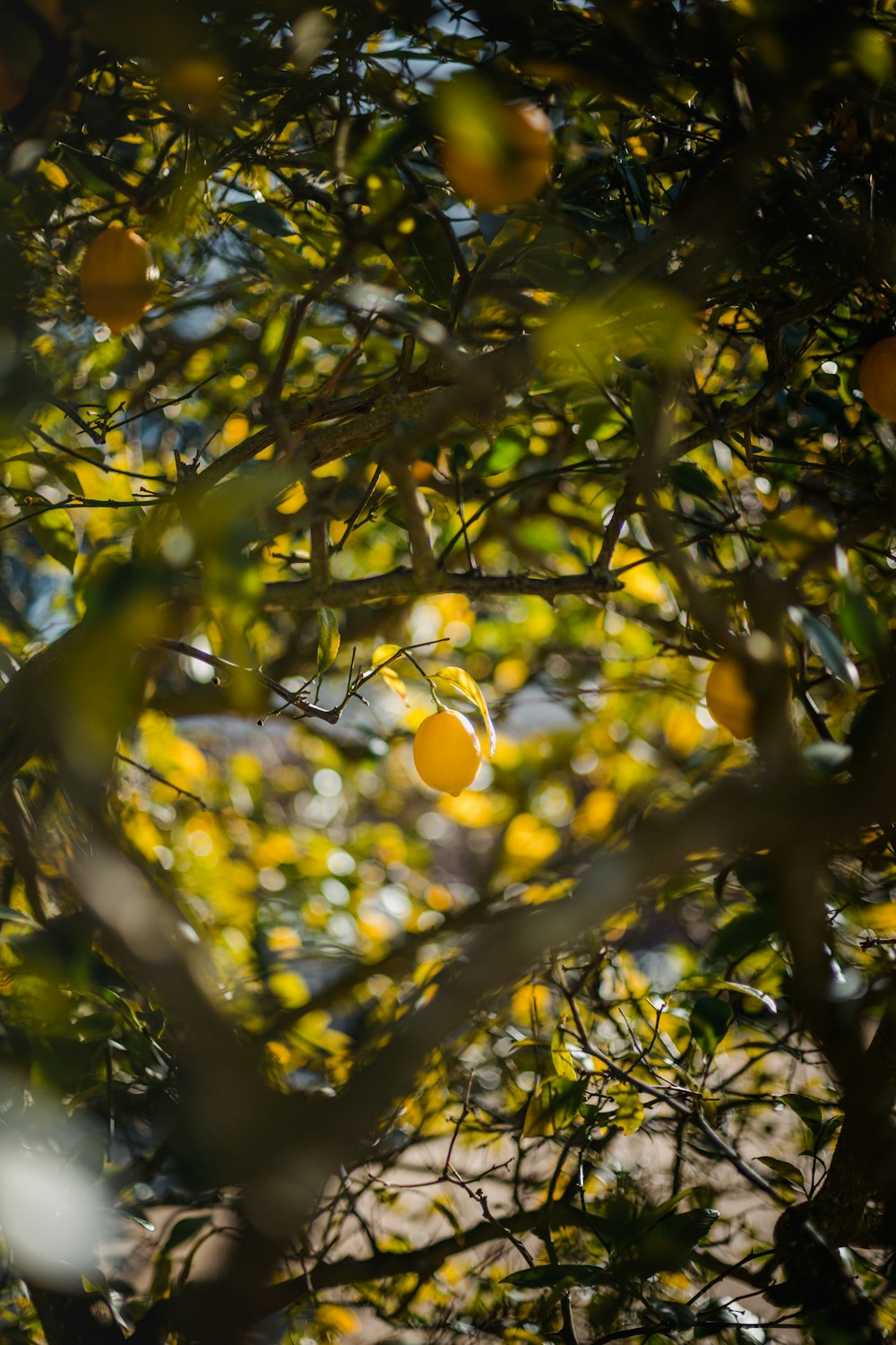 Un árbol lleno de muchas hojas verdes