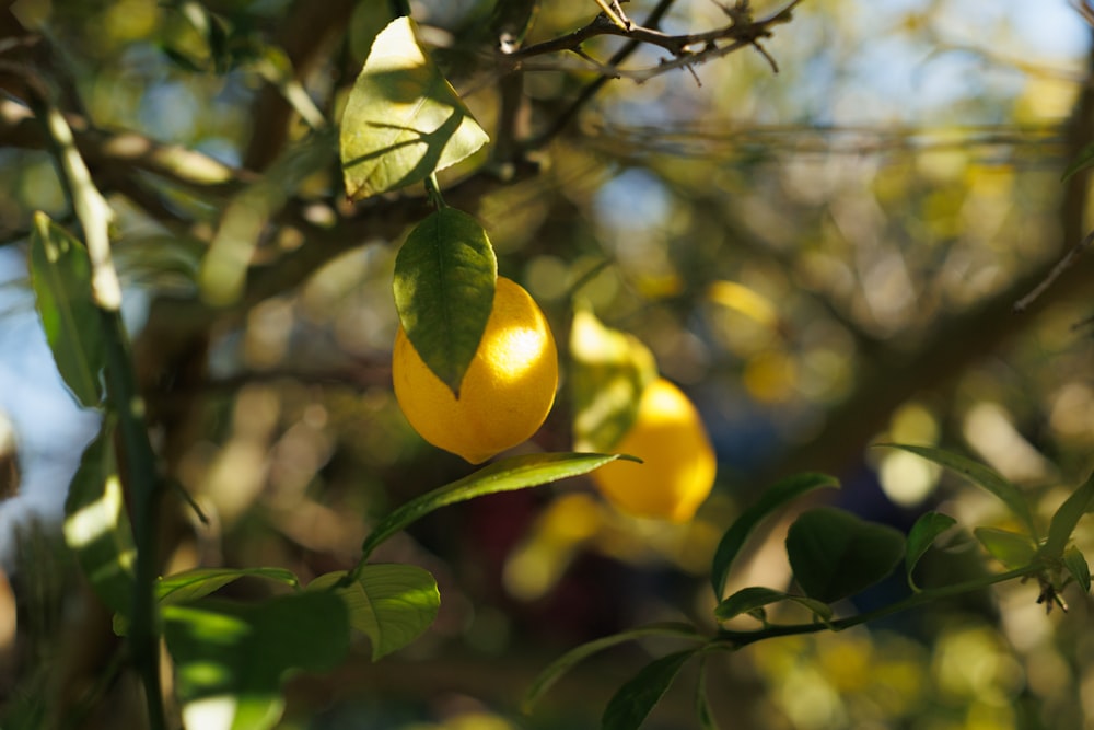 a lemon tree filled with ripe lemons on a sunny day