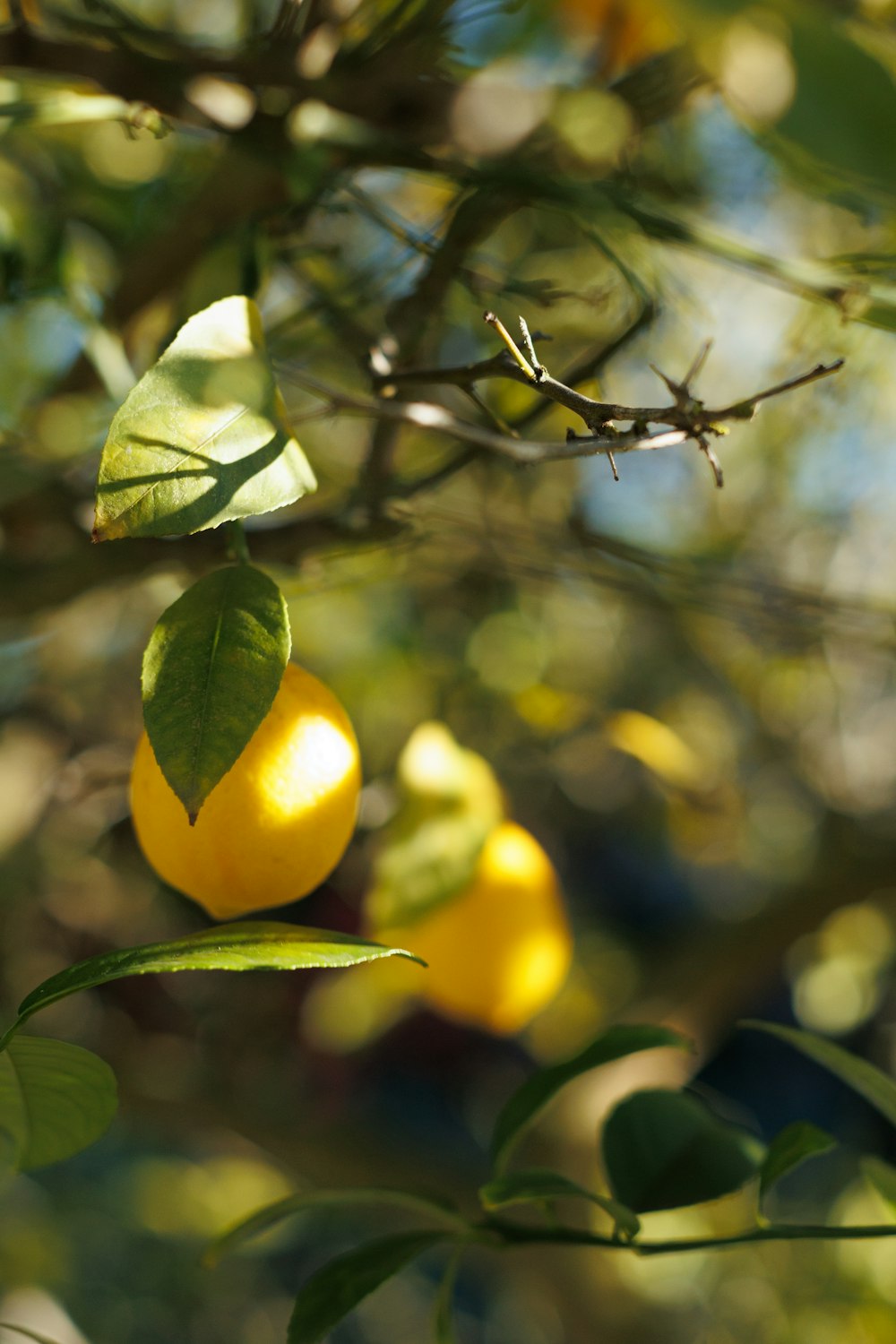 a group of lemons hanging from a tree