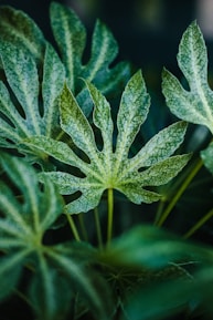 A close-up of diverse green leaves showcasing the beauty of biodiversity in a natural setting.