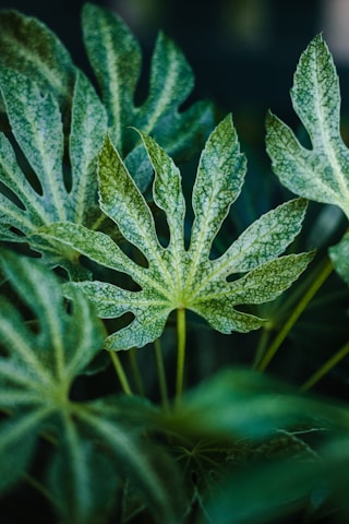 A close-up of diverse green leaves showcasing the beauty of biodiversity in a natural setting.