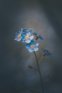 A gentle close-up of a calming blue and beige floral arrangement on a wooden table.