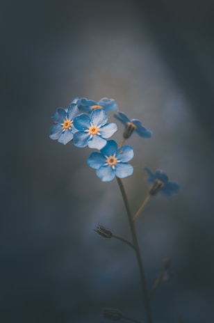 A gentle close-up of a calming blue and beige floral arrangement on a wooden table.