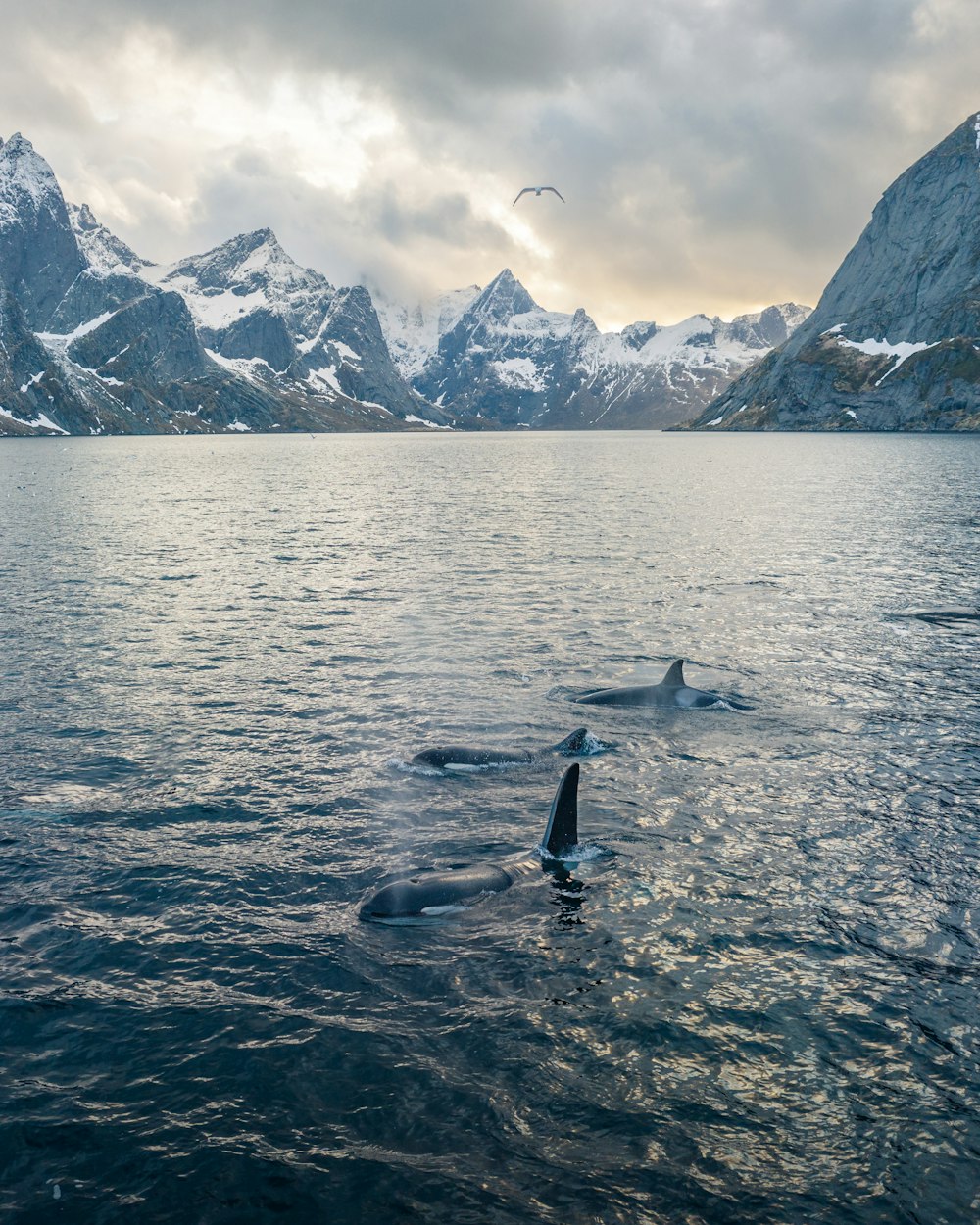 a group of dolphins swimming in a large body of water