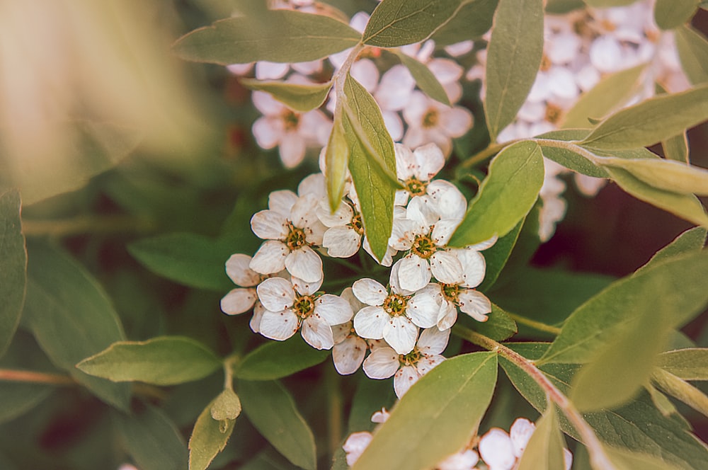 a cluster of white flowers with green leaves