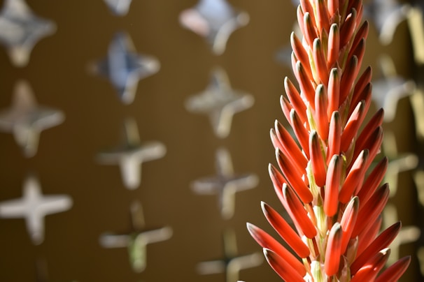 A close-up view of an aloe vera flower stalk with vibrant red-orange buds. The background consists of blurred shapes resembling stars or plus signs, creating a distinct contrast and visual depth.