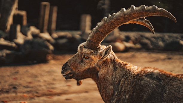 A playful goat with proud, curved horns standing in a sunny field.