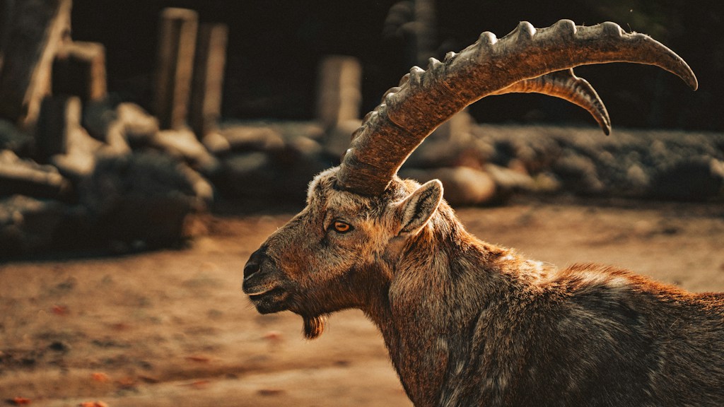 Quality Goats
