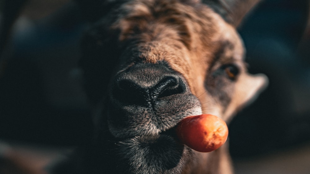 um close up de uma cabra com uma cenoura na boca