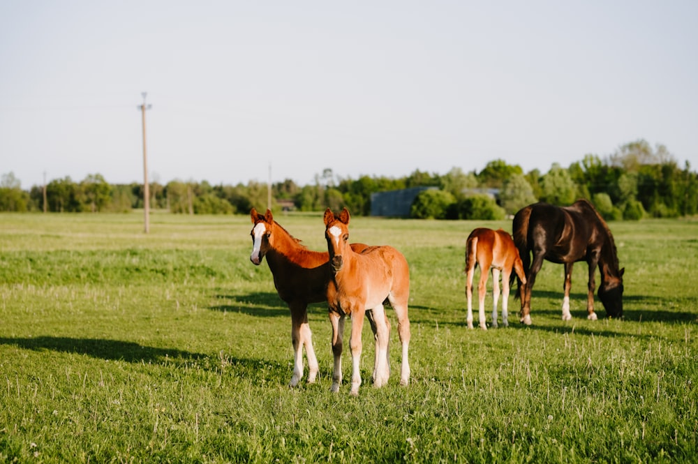 a group of horses standing on top of a lush green field