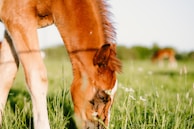 Close-up of a young foal nuzzling its mother under a soft morning light.