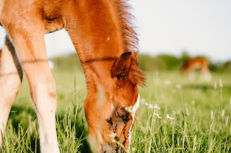 Close-up of a foal’s curious eyes peeking through tall grass.