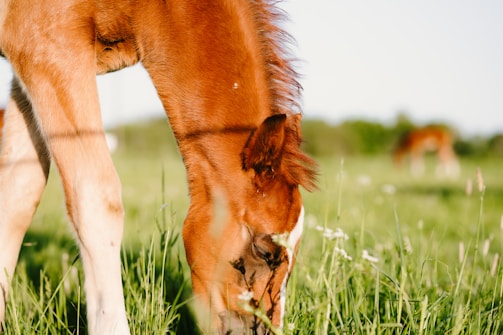 Close-up of a foal nuzzling its mother in the calm surroundings of the farm.