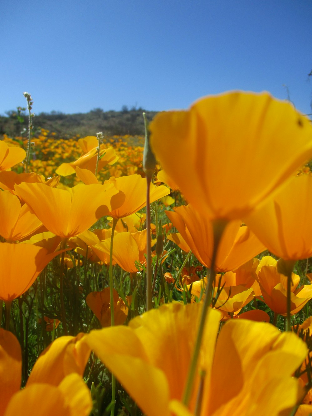 a field full of yellow flowers under a blue sky