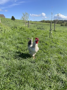 Free-range chickens roaming in a green pasture under a clear blue sky.