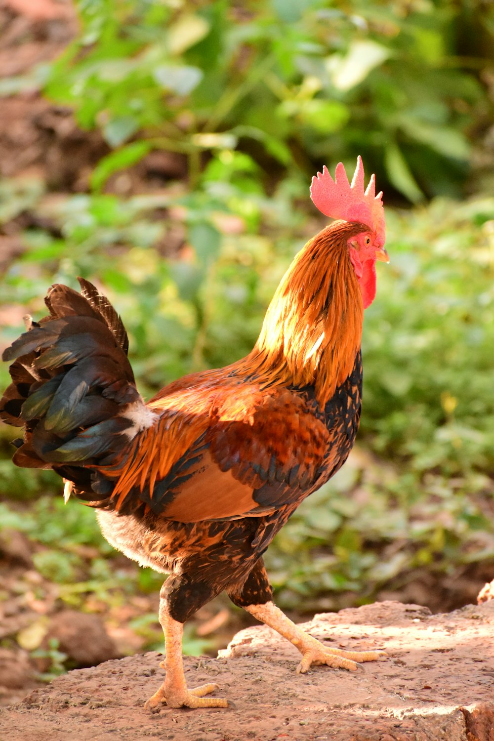 a rooster is standing on a rock outside