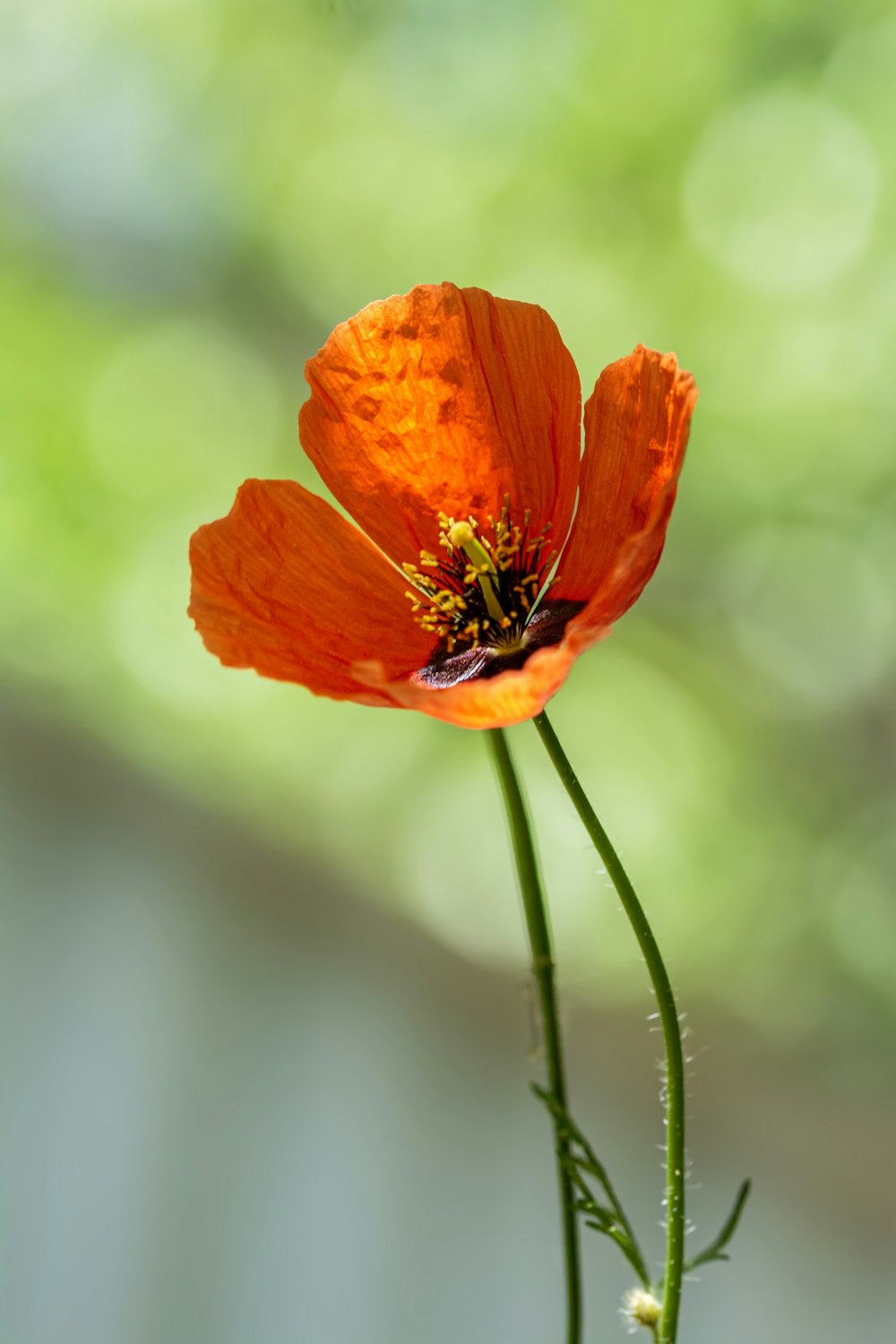 a close up of a flower with a blurry background