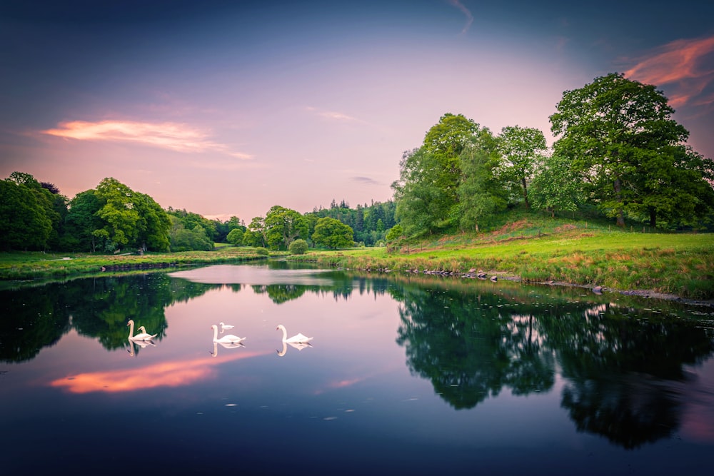 three swans are swimming in a lake at sunset