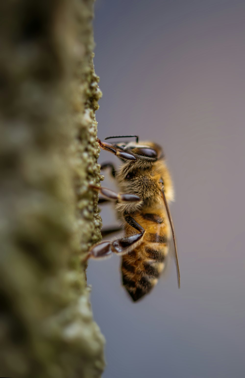 Un primo piano di un'ape su un albero