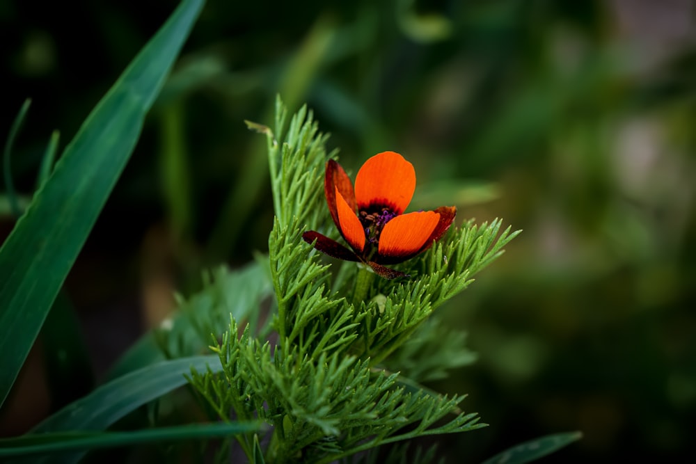 an orange flower is growing on a green plant